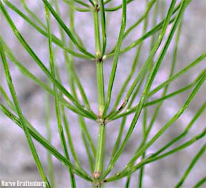 Åkersnelle (Equisetum arvense)