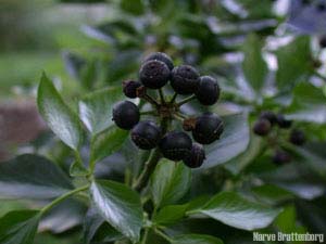 Bergflette (Hedera helix)