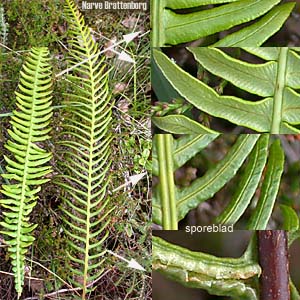 Bjørnekam (Blechnum spicant)
