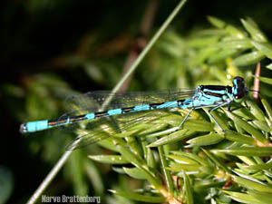 Coenagrion