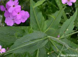 Dagfiol (Hesperis matronalis)