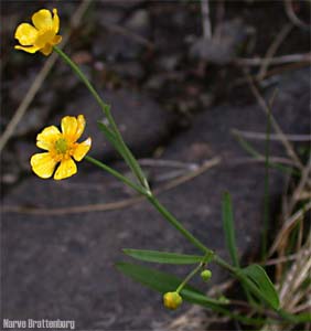 Grøftesoleie (Ranunculus flammula)