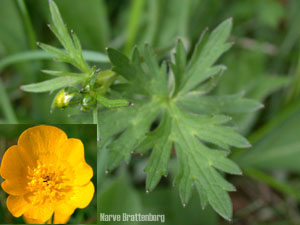 Bakkesoleie (Ranunculus acris)