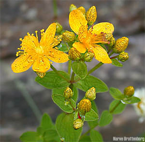 Firkantperikum (Hypericum maculatum)