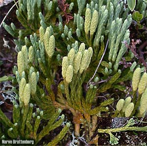 Fjelljamne (Diphasiastrum alpinum)