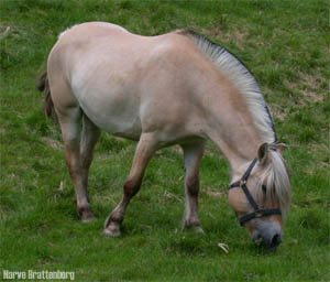 Hest (Equus caballus)