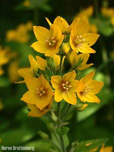 Fredløs (Lysimachia vulgaris)