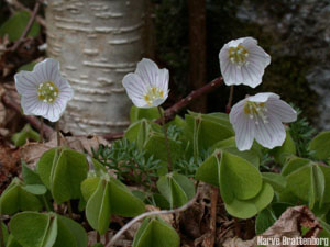 Gjøkesyre (Oxalis acetosella)