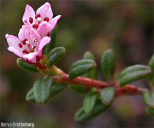 Greplyng (Loiseleuria procumbens)