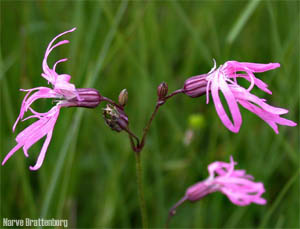 Hanekam (Lychnis flos-cuculi)