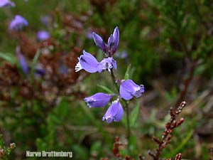 Heiblåfjær (Polygala serpyllifolia)