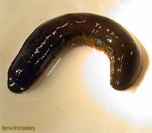 Hesteigle (Haemopis sanguisuga)