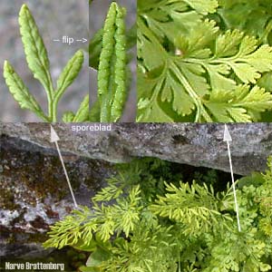Hestespreng (Cryptogramma crispa)