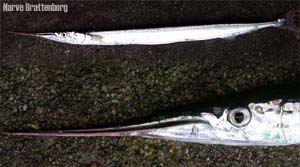 Horngjel (Belone belone)
