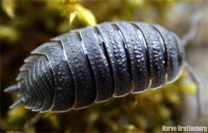 Kjellerskrukketroll (Porcellio scaber)