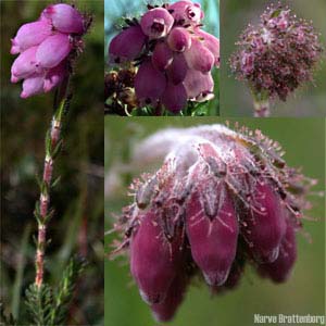 Klokkelyng (Erica tetralix)
