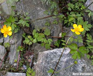 Krypsoleie (Ranunculus repens)
