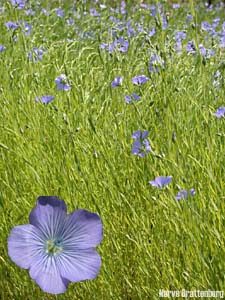 Linslekta (Linum)