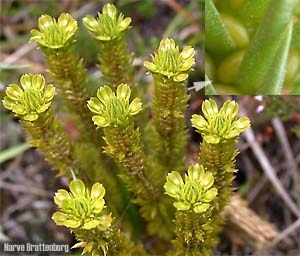 Lusegras (Huperzia selago)