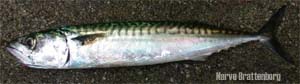 Makrell (Scomber scombrus)