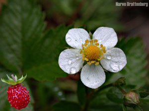 Markjordbær (Fragaria vesca)