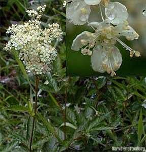 Mjødurt (Filipendula ulmaria)