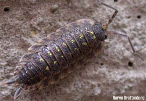Murskrukketroll (Oniscus asellus)