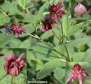 Myrhatt (Comarum palustre)