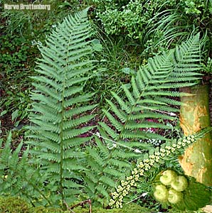 Ormetelg (Dryopteris filix-mas)