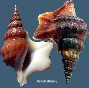 Pelikanfotsnegl (Aporrhais pespelecani)