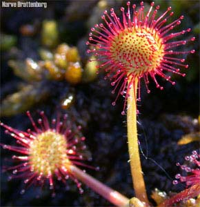 Rundsoldogg (Drosera rotundifolia)
