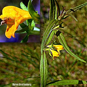 Småmarimjelle (Melampyrum sylvaticum)