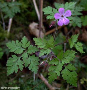 Stankstorkenebb (Geranium robertianum)