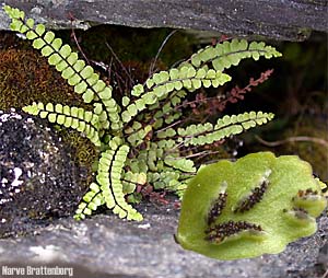 Svartburkne (Asplenium trichomanes)