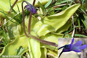 Tettegras (Pinguicula vulgaris)