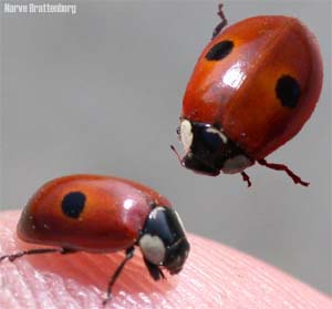 To-prikket marihøne (Adalia bipunctata)
