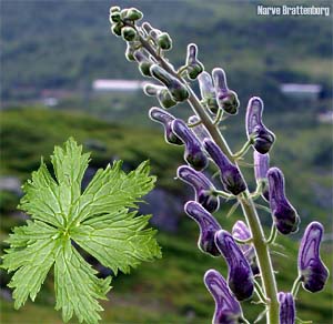 Tyrihjelm (Aconitum septentrionale)
