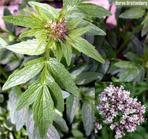 Vendelrot (Valeriana sambucifolia)