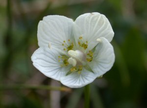 Jåblom (Parnassia palustris)