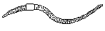 Eiseniella