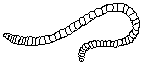 Stylodrilus heringianus