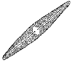 Navicula