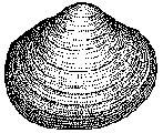 Kulemusling (Musculium)