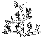 Phylactolaemata