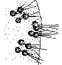 Tetrasporales