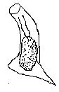 Chrysolykos