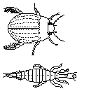 Platambus maculatus