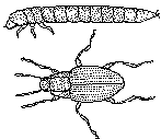 Limnius volckmari