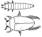 Noterus crassicornis