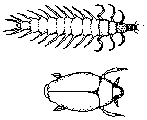 Gyrinus aeratus